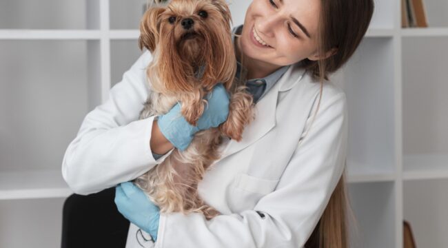 pet veterinary hospital