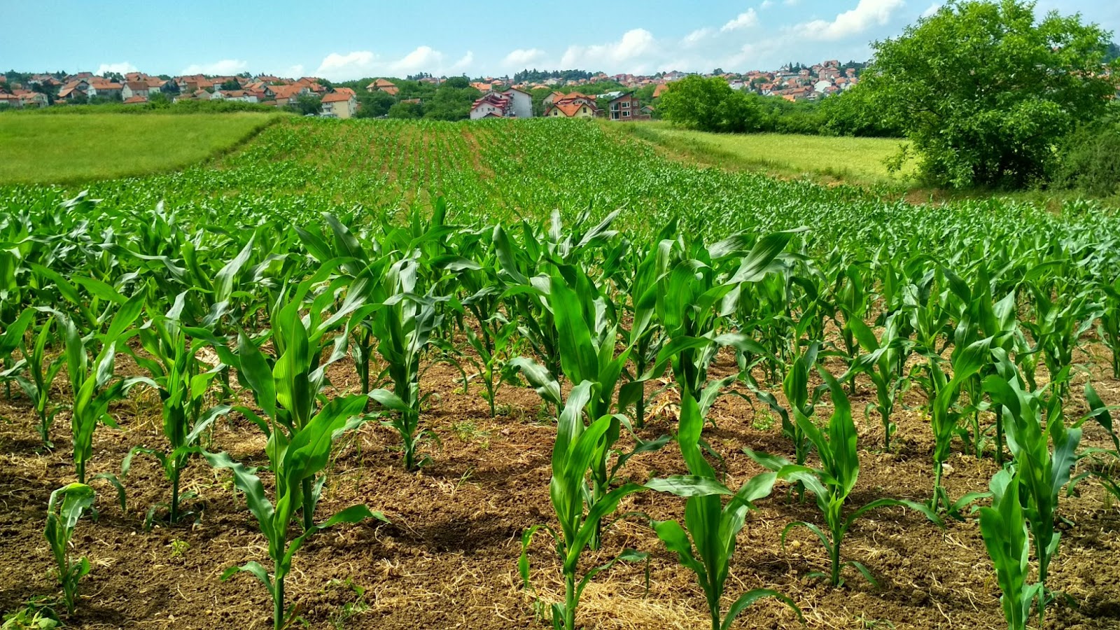 Power Platform - Empowering Agriculture's Digital Revolution!  