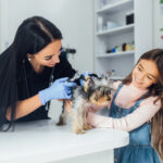 professional veterinarian check dog breed yorkshire terrier using otoscope pet hospital.jpg