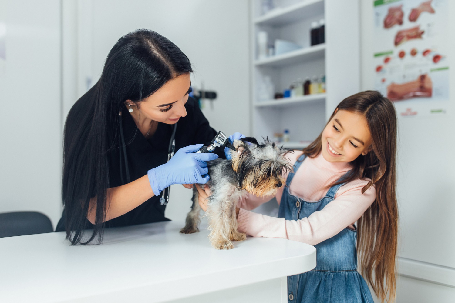 professional veterinarian check dog breed yorkshire terrier using otoscope pet hospital.jpg